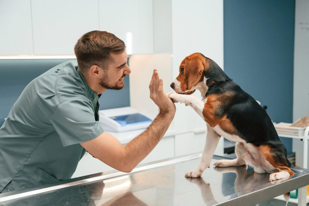 Veterinary professional high fiving a beagle dog